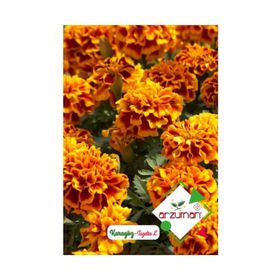 Arzuman Karagöz Çiçeği Tagetes 50 Adet Tohum