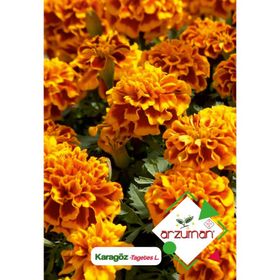 Arzuman Karagöz Çiçeği Tagetes 50 Adet Tohum