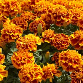 Arzuman Karagöz Çiçeği Tagetes 50 Adet Tohum