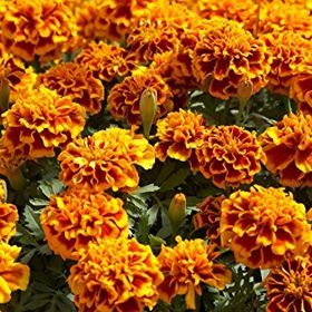Arzuman Karagöz Çiçeği Tagetes 50 Adet Tohum