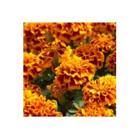 Arzuman Karagöz Çiçeği Tagetes 50 Adet Tohum