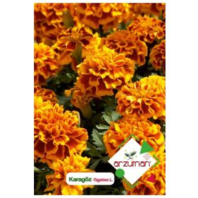 Arzuman Karagöz Çiçeği Tagetes 50 Adet Tohum
