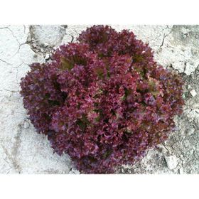 Arzuman Kırmızı Kıvırcık Marul İthal Marul 5 gr Tohum
