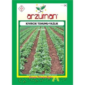 Arzuman Sebze Yazlık Kıvırcık Marul Tohumu
