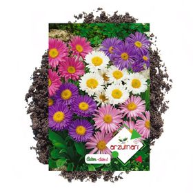 Arzuman Süs Bitki Aster Çiçek Tohumu