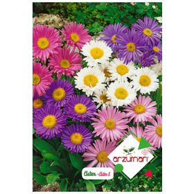 Arzuman Süs Bitki Aster Çiçek Tohumu