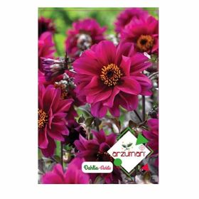 Arzuman Süs Bitki Dahlia Çiçek Tohumu