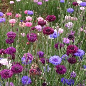 Arzuman Yerli Centaurea 50 Adet Kontur Tohumu