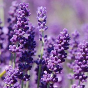 Arzuman Yerli Lavandula 100 Adet Lavanta Tohumu