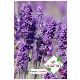 Arzuman Yerli Lavandula 100 Adet Lavanta Tohumu