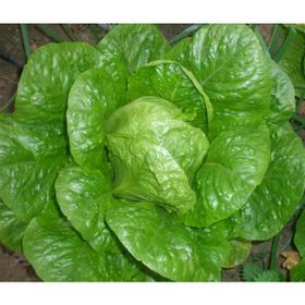 Asgen 25 gr YediKule Marul Tohumu
