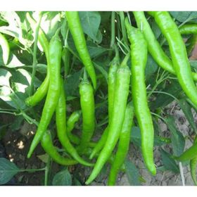 Asgen Cetinel 150 Biber Tohumu