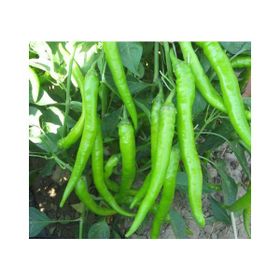 Asgen Cetinel 150 Biber Tohumu