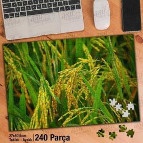 Asil Hobi Çeltik Pirinç Alanı-Bitki-Tarla Yapboz-Ayak Destekli Çerçeveli 240 Parça Puzzle