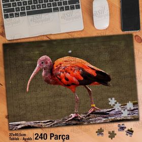 Asil Hobi Kızıl Aynak-Hayvan-Doğa-Tropikal Yapboz-Ayak Destekli Çerçeveli 240 Parça Puzzle