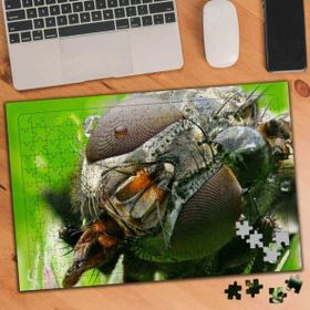 Asilmeydan 455433949 240 Parça Sinek Makro Çekim Hayvan Puzzle Yapboz Tablo