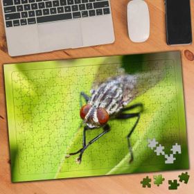 Asilmeydan 455438038 240 Parça Elini Sürten Siyah Sinek Puzzle Yapboz Tablo