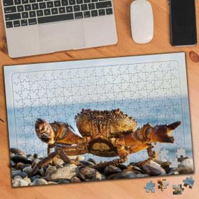 Asilmeydan 455909805 240 Parça Sahilde Tombul Yengeç Puzzle Yapboz Tablo