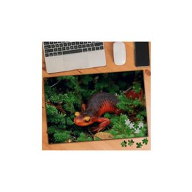 Asilmeydan Doğadaki Sürüngen Hayvan 240 Parça 74647 27x40 cm Puzzle Yapboz Tablo