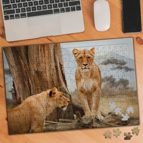 Asilmeydan Vahşi Doğadaki Dişi Aslanlar 240 Parça Puzzle Yapboz Tablo
