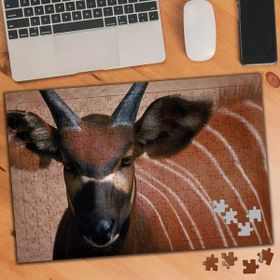 Asilmeydan Yabani Dağ Keçisi 240 Parça Puzzle Yapboz Tablo
