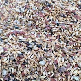 Aslımlar 1 kg Kanarya Yemi