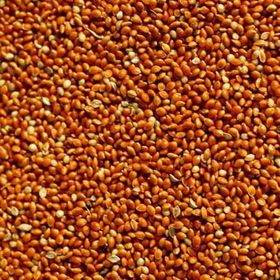Aslımlar 1 kg Kırmızı Darı Kuş Yemi