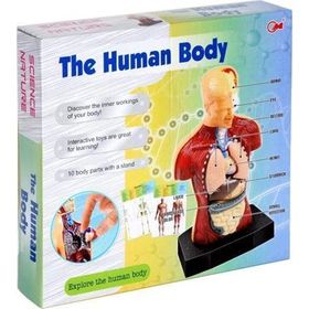 Asya Oyuncak Human Body Vücut Maketli Doktor Seti