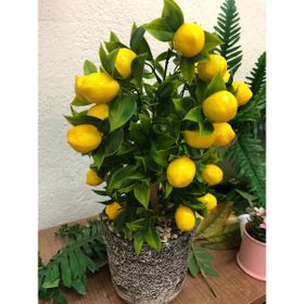 Ata Tohumculuk 10 Adet Bodur Bonsai Limon Ağacı Tohumu Italyan