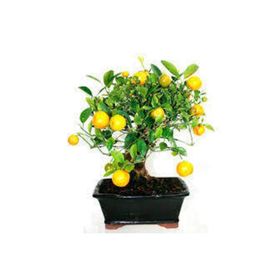 Ata Tohumculuk 10 Adet Bodur Bonsai Limon Ağacı Tohumu Italyan