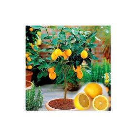 Ata Tohumculuk 10 Adet Bodur Bonsai Limon Ağacı Tohumu