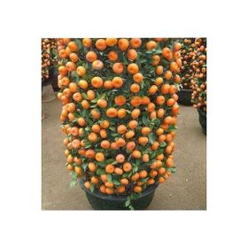 Ata Tohumculuk 10 Adet Bodur Bonsai Mandalina Ağacı Tohumu