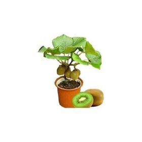 Ata Tohumculuk 10 Adet Bodur Kivi Bonsai Ağacı Tohumu