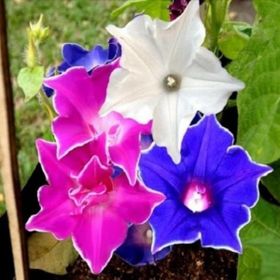 Ata Tohumculuk 10 Adet Ipomea Purpurea Çiçeği Tohumu