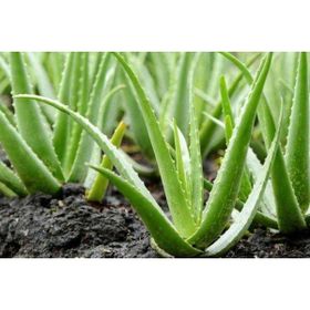 Ata Tohumculuk 10 Adet Saksılık Aloevera Çiçeği Tohumu