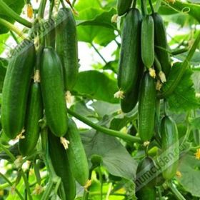 Ata Tohumculuk 10 Adet Silor Yerli Parmak Salatalık Tohumu