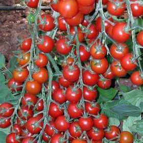 Ata Tohumculuk 30 Adet Pinpon Domates Tohumu
