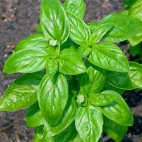 Ata Tohumculuk 30 Adet Yeşil Yapraklı Mis Kokulu Fesleğen Çiçeği Tohumu