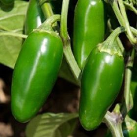 Ata Tohumculuk 5 Adet Acı Jalepeno Biberi Tohumu