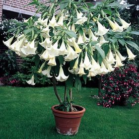 Ata Tohumculuk 5 Adet Beyaz Angel Trumpet Çiçeği Meleklerin Tohumu