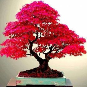 Ata Tohumculuk 5 Adet Bodur Bonsai Japon Red Maple Ağacı Bonzai Tohumu