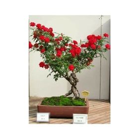 Ata Tohumculuk 5 Adet Bodur Bonsai Kırmızı Gül Ağacı Tohumu