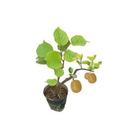 Ata Tohumculuk 5 Adet Bodur Kivi Bonsai Ağacı Tohumu