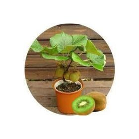 Ata Tohumculuk 5 Adet Bodur Kivi Bonsai Ağacı Tohumu