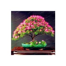 Ata Tohumculuk 5 Adet Gülübirişim Bonsai Ağaç Tohumu