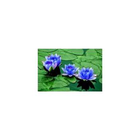 Ata Tohumculuk 5 Adet Mavi Lotus Çiçeği Tohumu