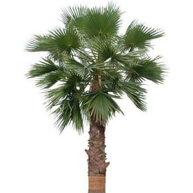 Ata Tohumculuk 5 Adet Washingtonia Rabusta Palmiye Tohumu