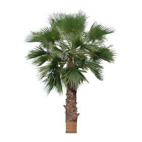Ata Tohumculuk 5 Adet Washingtonia Rabusta Palmiye Tohumu