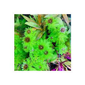 Atakan Petshop 949148 Myriophyllum Proserpinacoides Saksı Canlı Bitki
