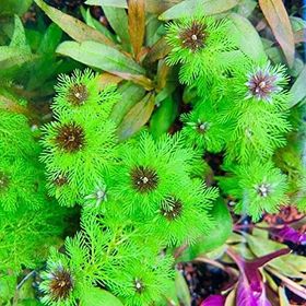 Atakan Petshop 949148 Myriophyllum Proserpinacoides Saksı Canlı Bitki